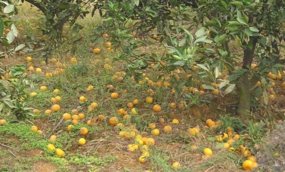 柑橘落果.jpg
